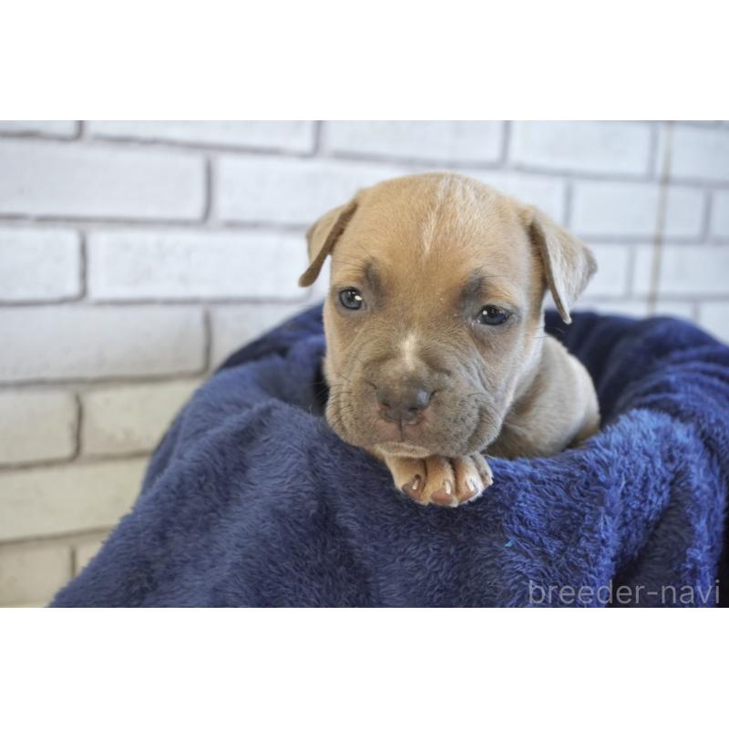 販売中の熊本県のアメリカンピットブルテリア-430643の3枚目