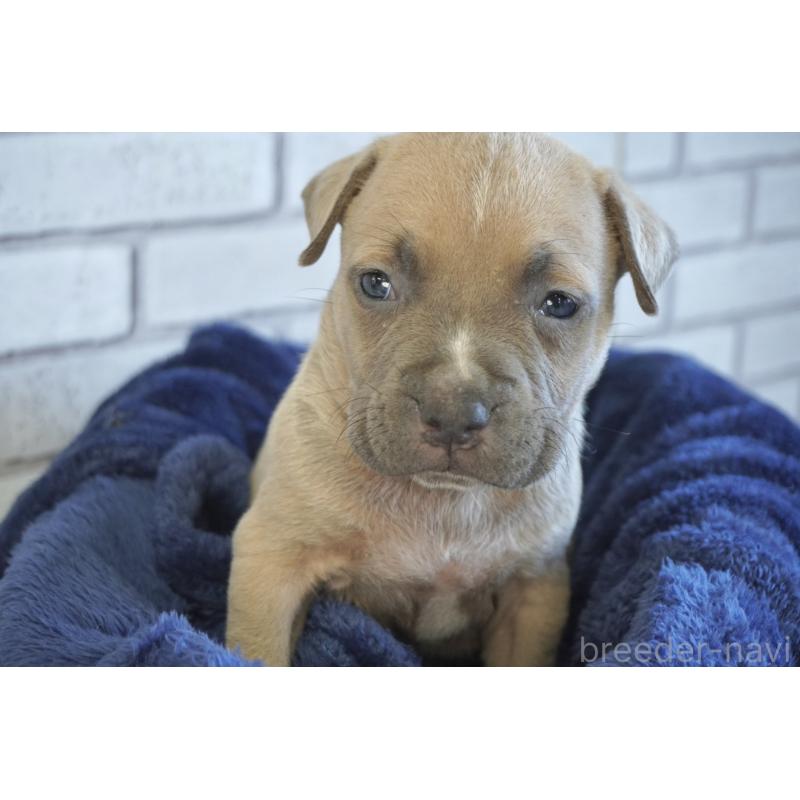 販売中の熊本県のアメリカンピットブルテリア-430643の2枚目