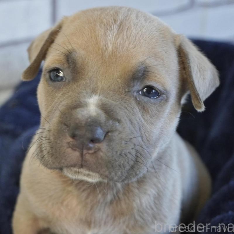 販売中の熊本県のアメリカンピットブルテリア-430643