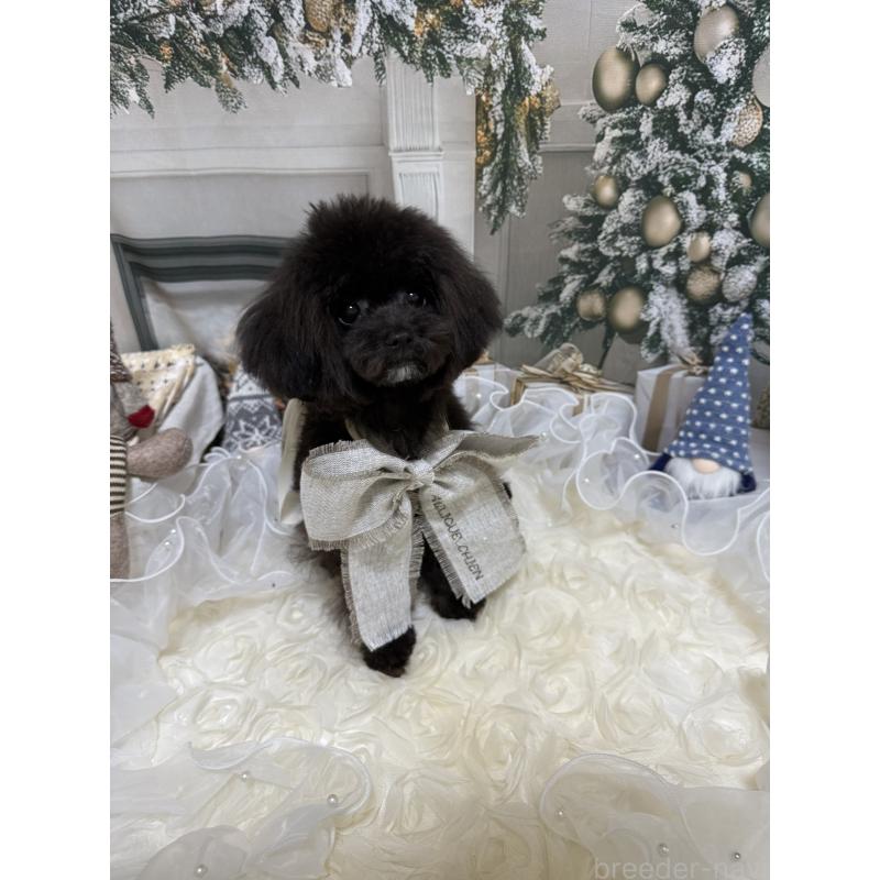 販売中の島根県のティーカッププードル-430644の8枚目