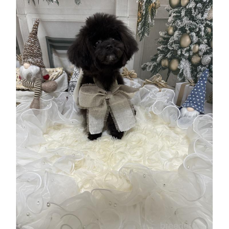 販売中の島根県のティーカッププードル-430644の7枚目