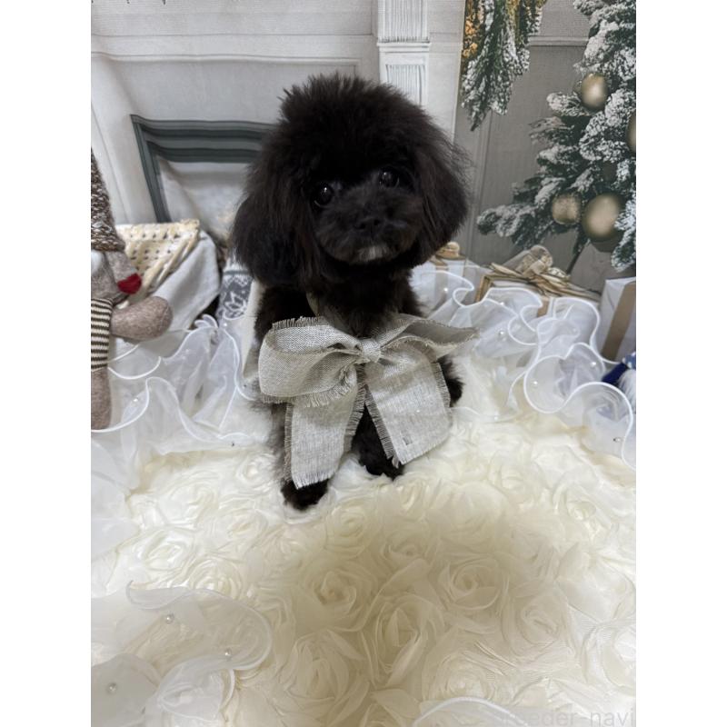 販売中の島根県のティーカッププードル-430644の6枚目