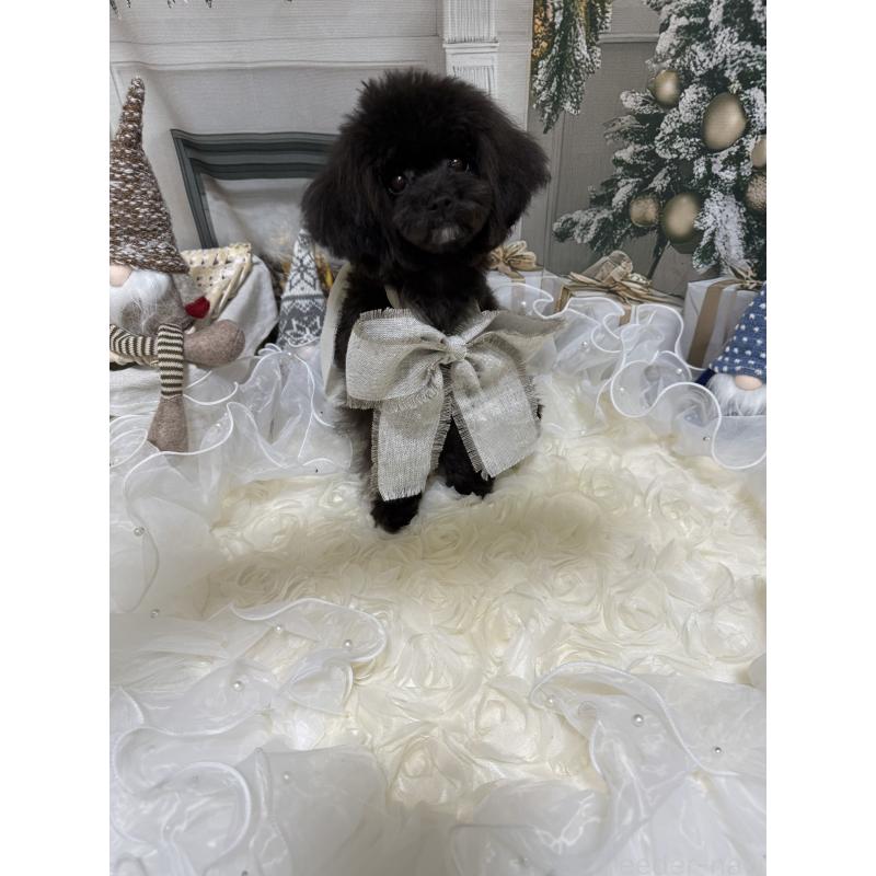 販売中の島根県のティーカッププードル-430644の5枚目