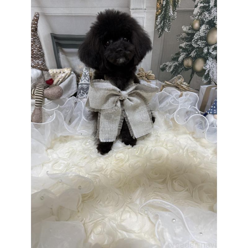 販売中の島根県のティーカッププードル-430644の4枚目