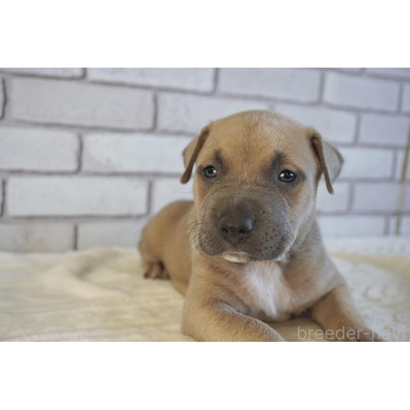 販売中の熊本県のアメリカンピットブルテリア-430645の7枚目