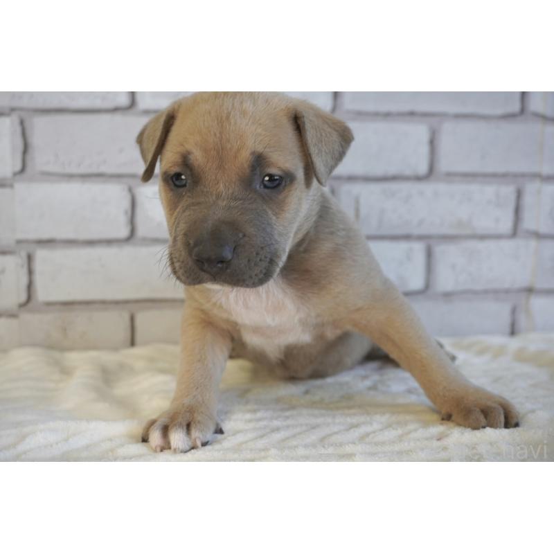 販売中の熊本県のアメリカンピットブルテリア-430645の6枚目