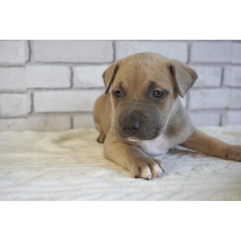 販売中の熊本県のアメリカンピットブルテリア-430645の5枚目