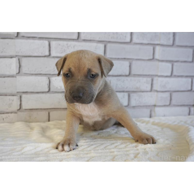 販売中の熊本県のアメリカンピットブルテリア-430645の4枚目