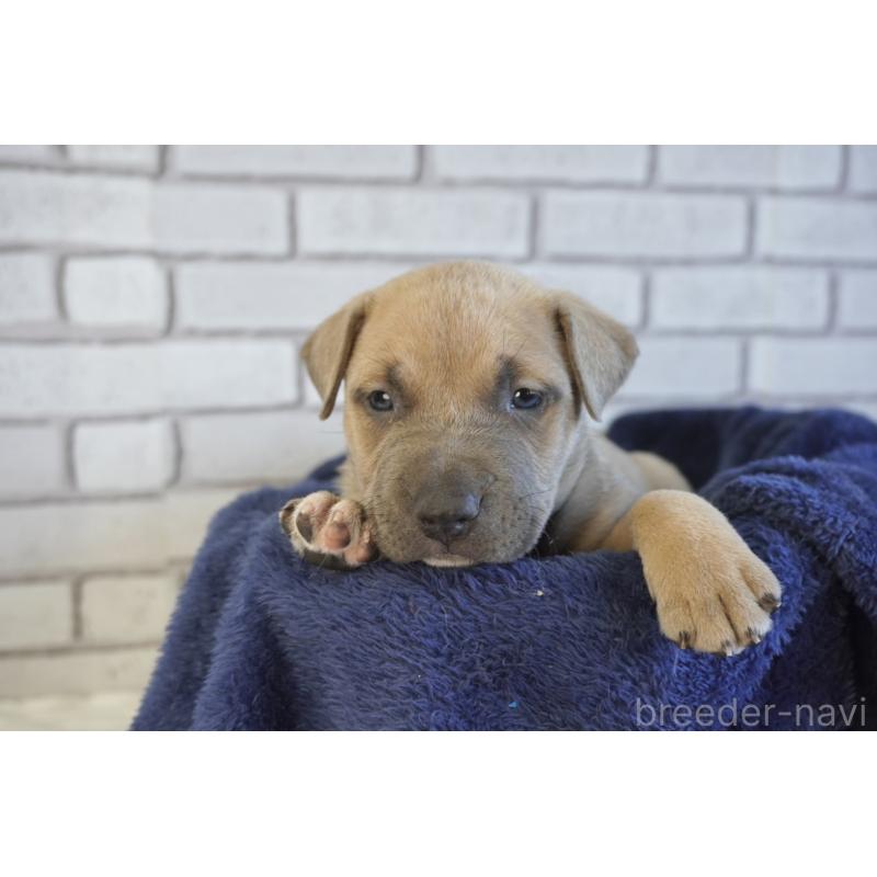 販売中の熊本県のアメリカンピットブルテリア-430645の3枚目