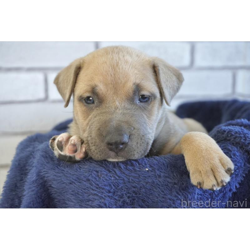 販売中の熊本県のアメリカンピットブルテリア-430645の2枚目