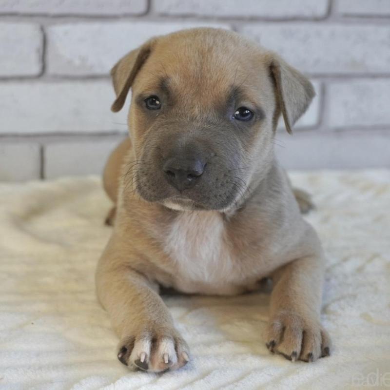 販売中の熊本県のアメリカンピットブルテリア-430645