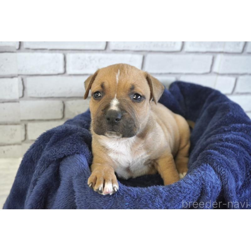 販売中の熊本県のアメリカンピットブルテリア-430646の11枚目