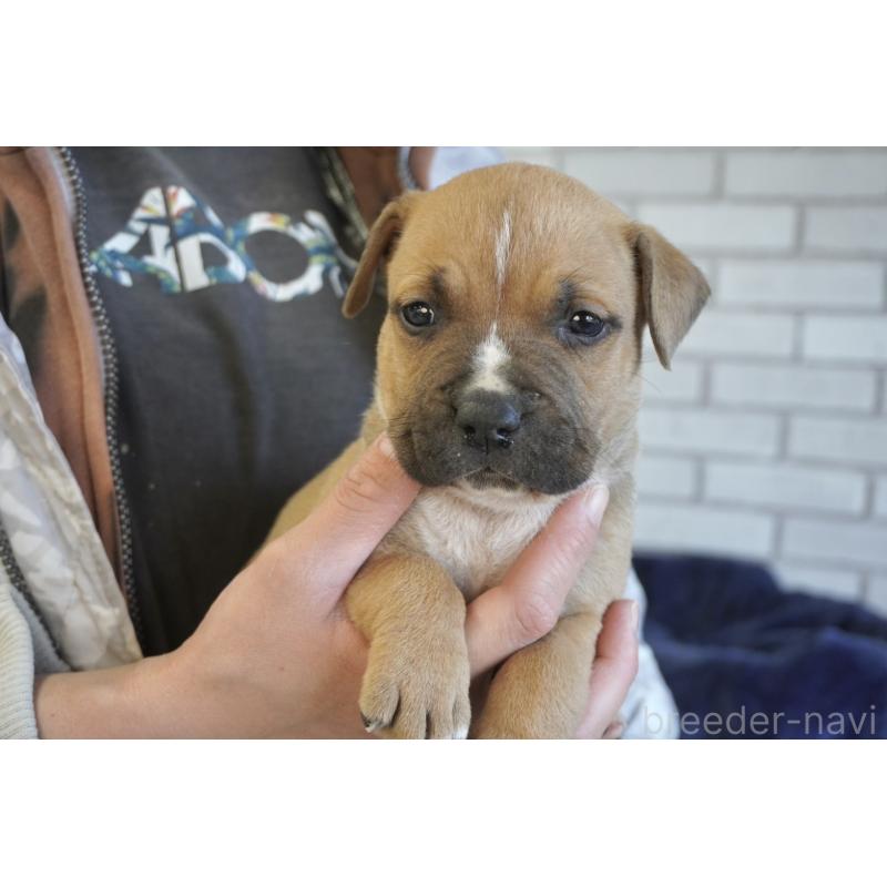 販売中の熊本県のアメリカンピットブルテリア-430646の10枚目