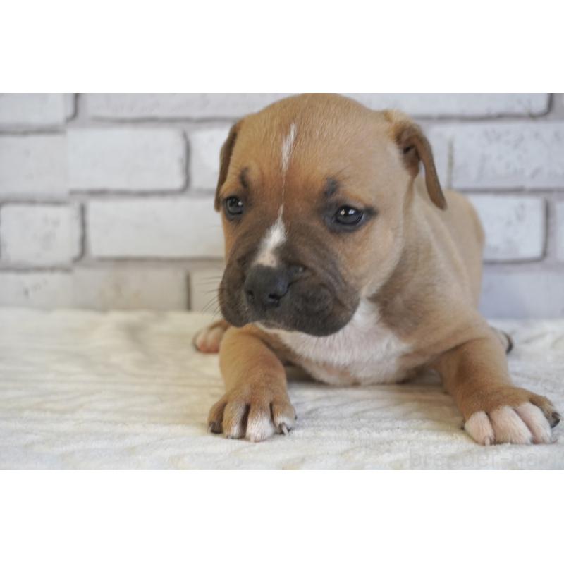 販売中の熊本県のアメリカンピットブルテリア-430646の9枚目