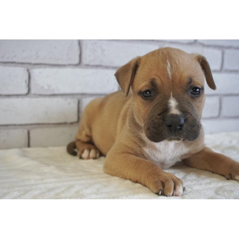 販売中の熊本県のアメリカンピットブルテリア-430646の8枚目