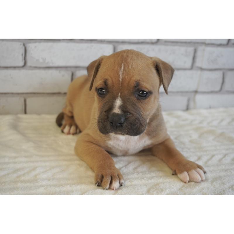 販売中の熊本県のアメリカンピットブルテリア-430646の7枚目