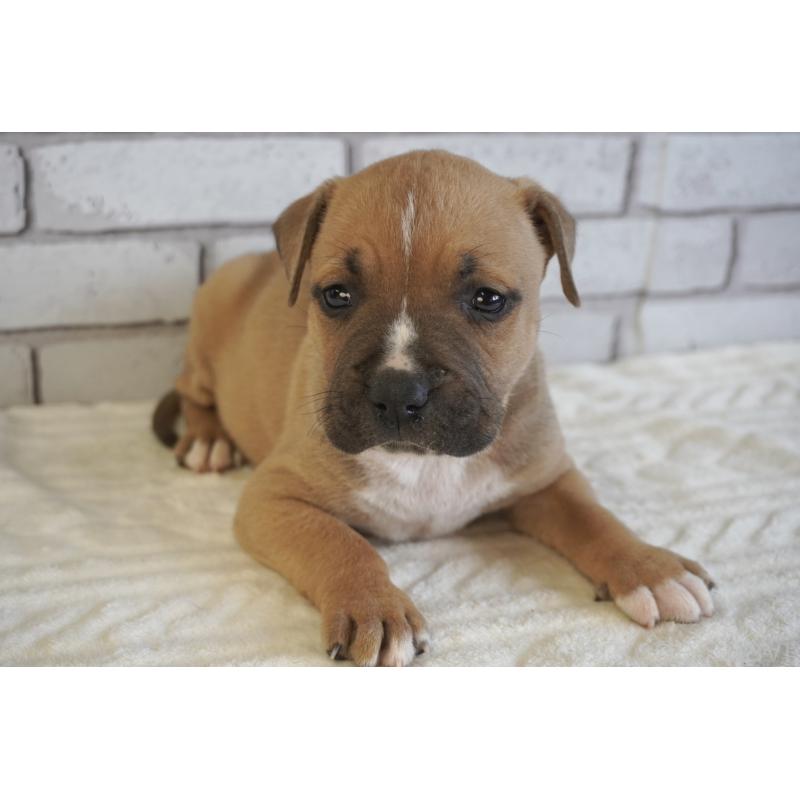 販売中の熊本県のアメリカンピットブルテリア-430646の6枚目