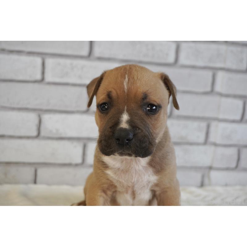 販売中の熊本県のアメリカンピットブルテリア-430646の5枚目