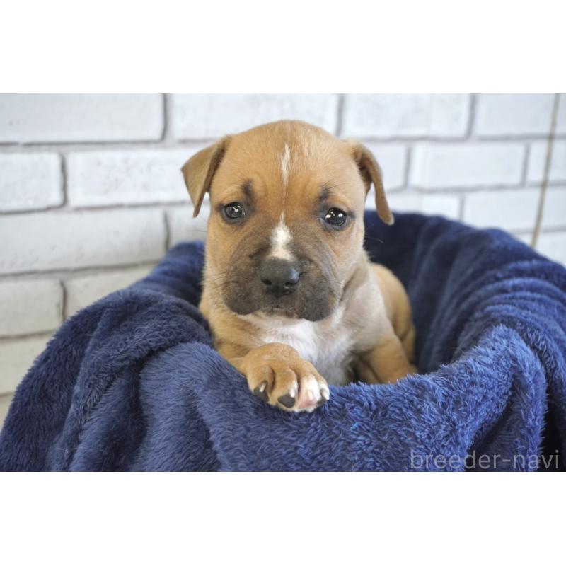 販売中の熊本県のアメリカンピットブルテリア-430646の4枚目