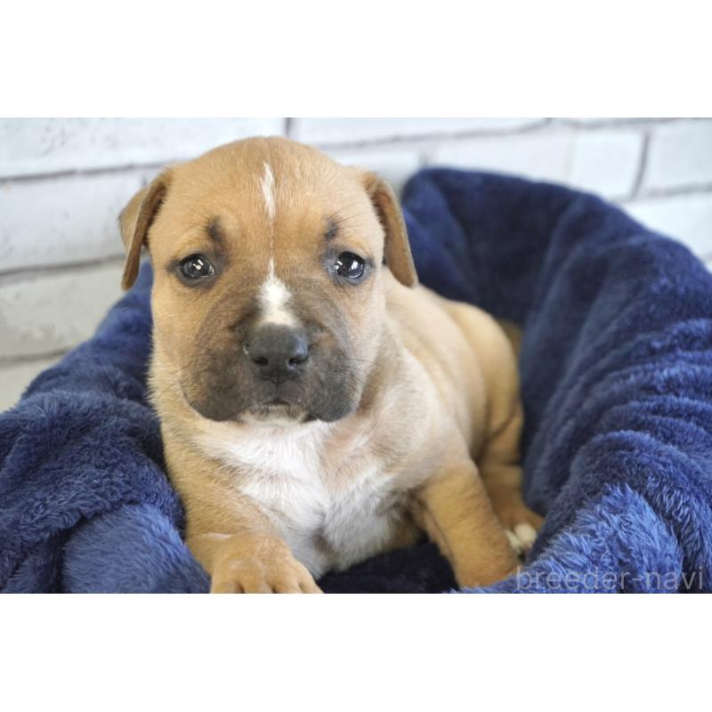 販売中の熊本県のアメリカンピットブルテリア-430646の2枚目