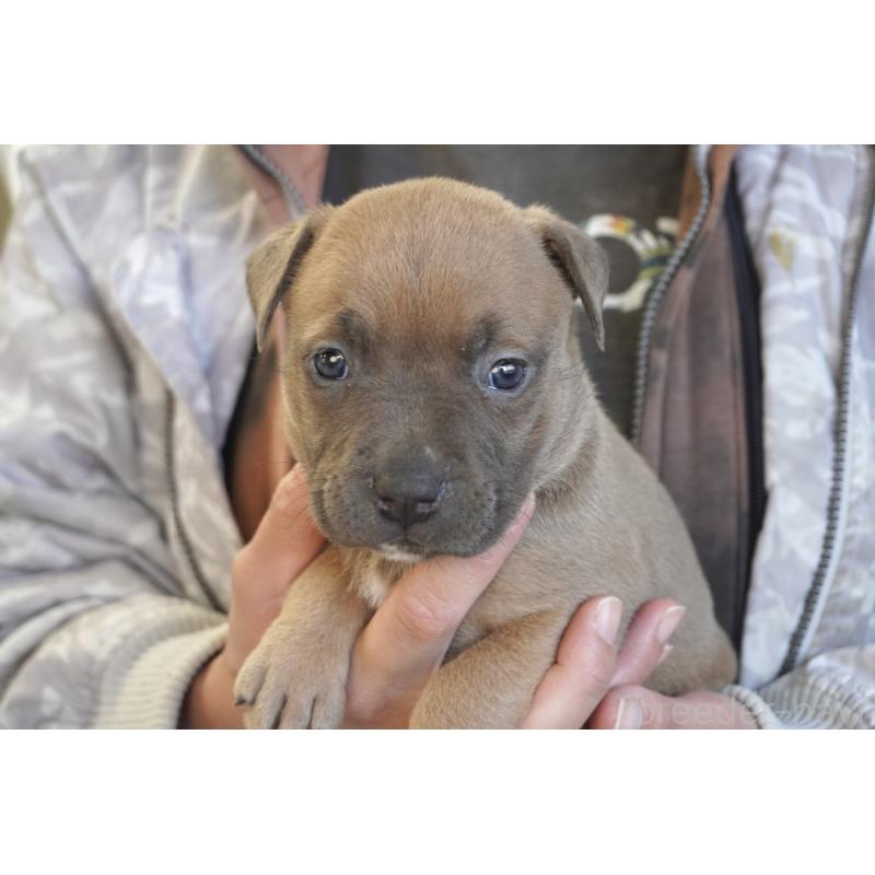 販売中の熊本県のアメリカンピットブルテリア-430647の9枚目