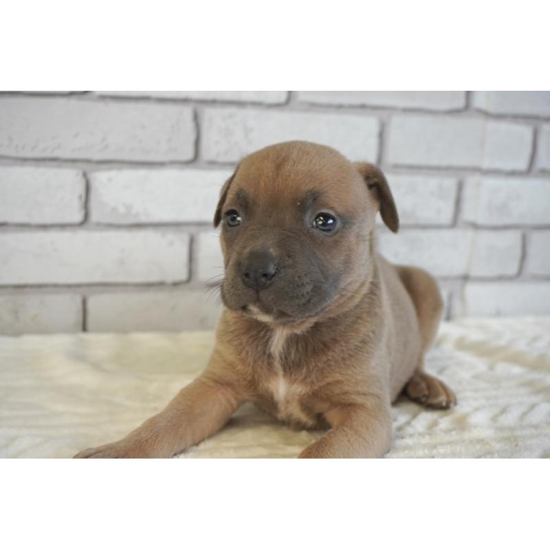 販売中の熊本県のアメリカンピットブルテリア-430647の8枚目