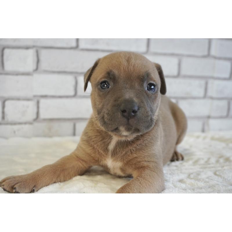 販売中の熊本県のアメリカンピットブルテリア-430647の7枚目