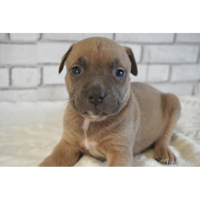 販売中の熊本県のアメリカンピットブルテリア-430647の6枚目