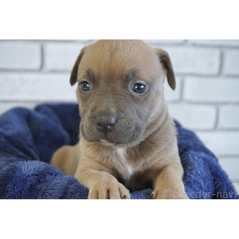 販売中の熊本県のアメリカンピットブルテリア-430647の5枚目