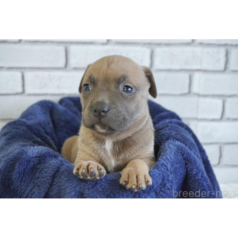 販売中の熊本県のアメリカンピットブルテリア-430647の4枚目