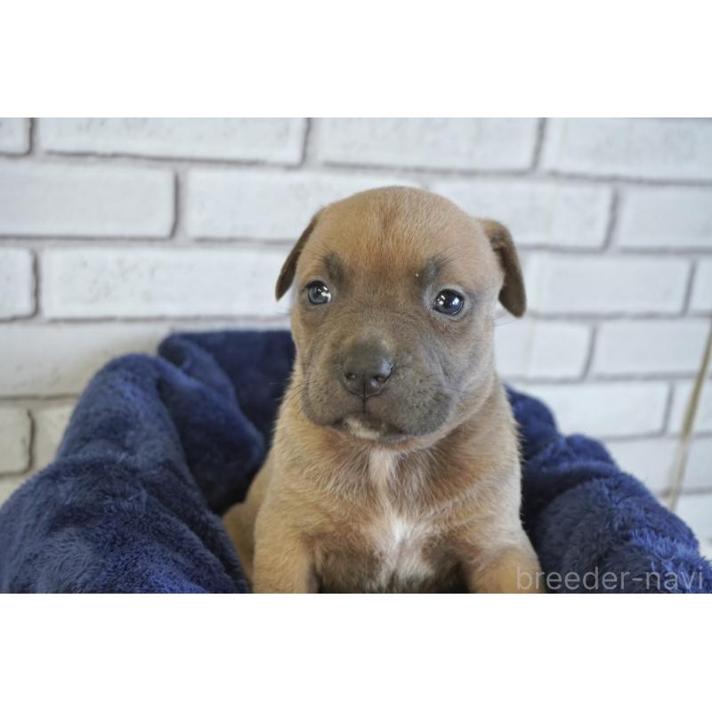 販売中の熊本県のアメリカンピットブルテリア-430647の3枚目