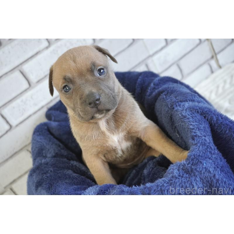 販売中の熊本県のアメリカンピットブルテリア-430647の2枚目