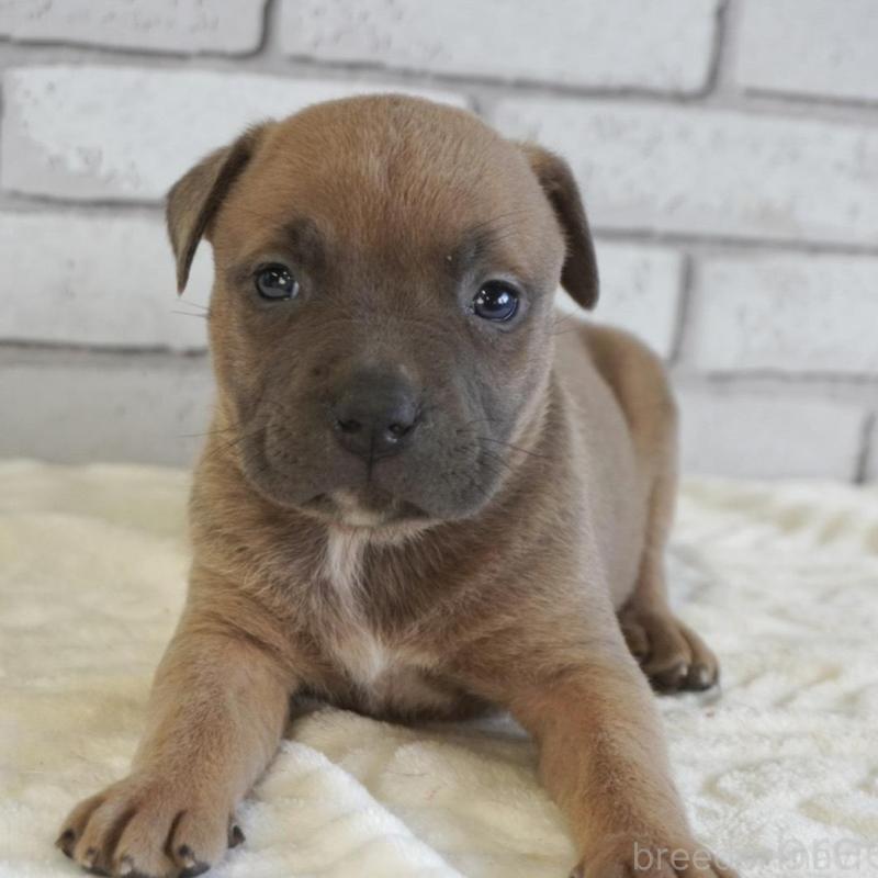 販売中の熊本県のアメリカンピットブルテリア-430647