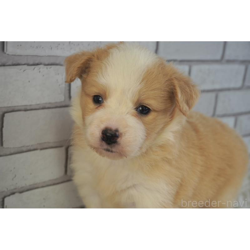 販売中の熊本県のボーダーコリー-430634の6枚目