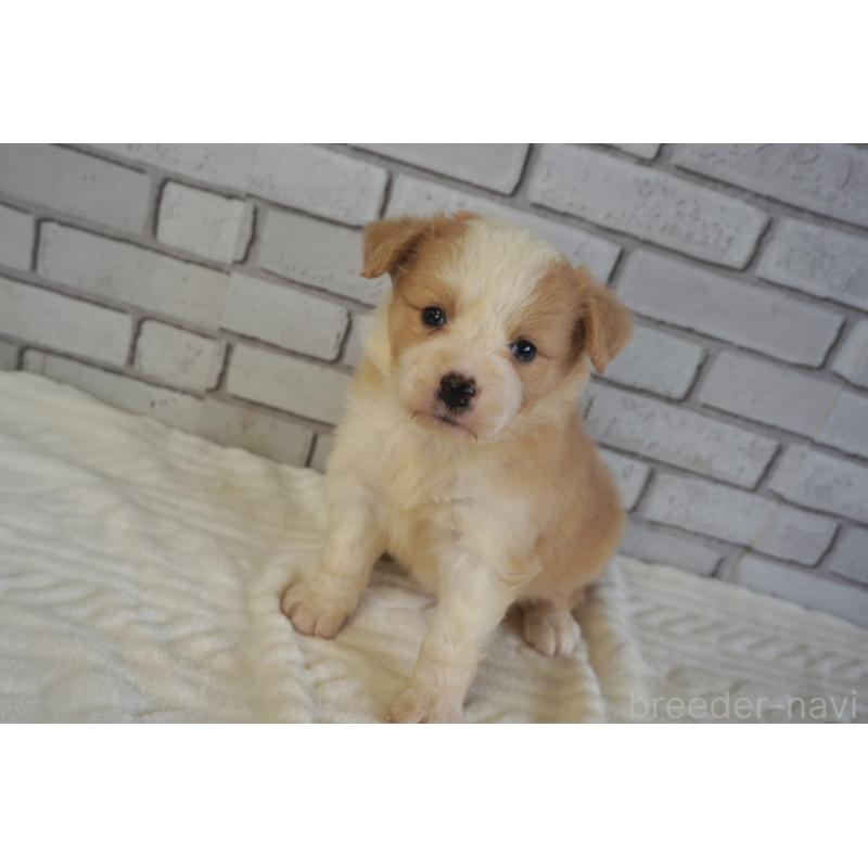 販売中の熊本県のボーダーコリー-430634の5枚目