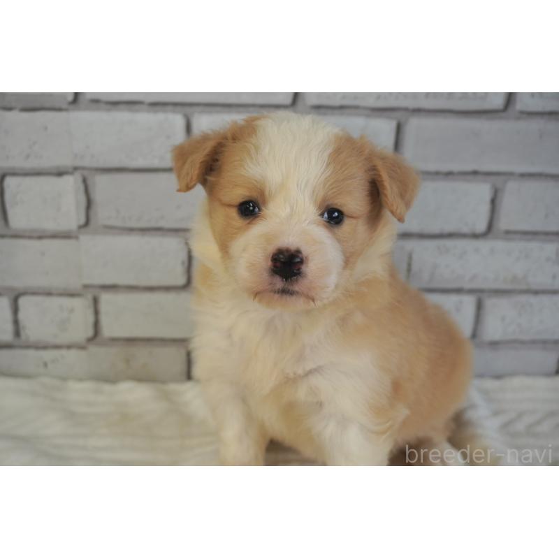 販売中の熊本県のボーダーコリー-430634の4枚目