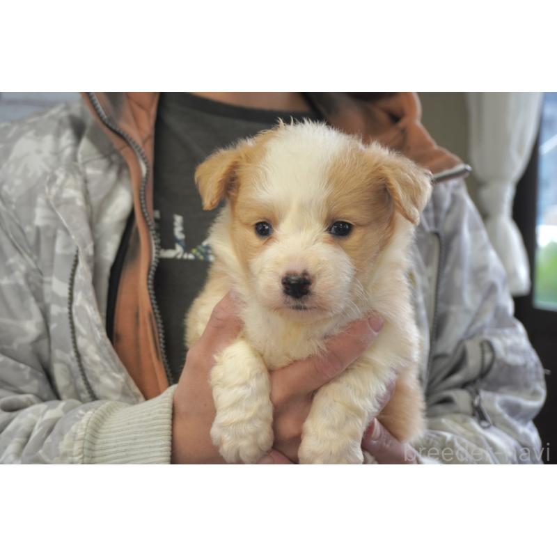 販売中の熊本県のボーダーコリー-430634の3枚目