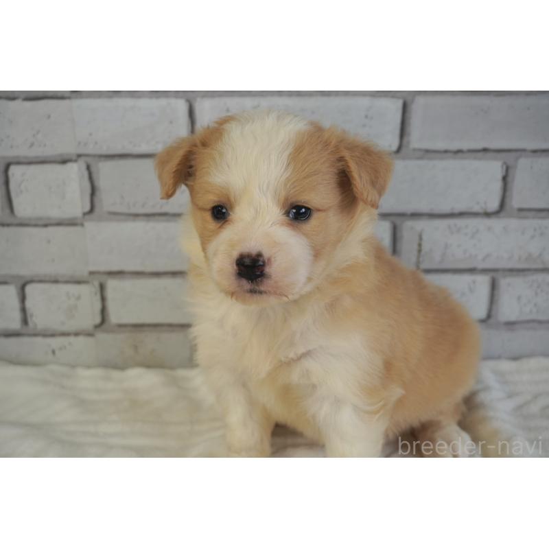 販売中の熊本県のボーダーコリー-430634の2枚目