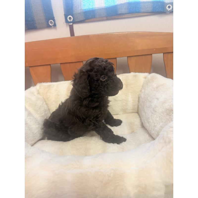 商談中の福岡県のトイプードル-426352の7枚目