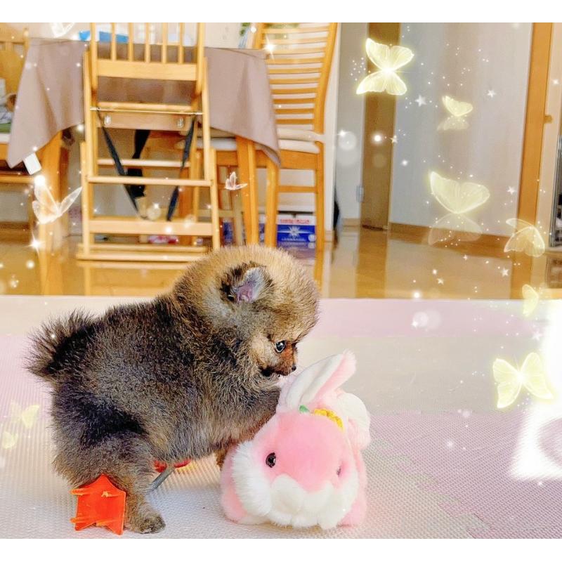 販売中の岐阜県のポメラニアン-430648の15枚目