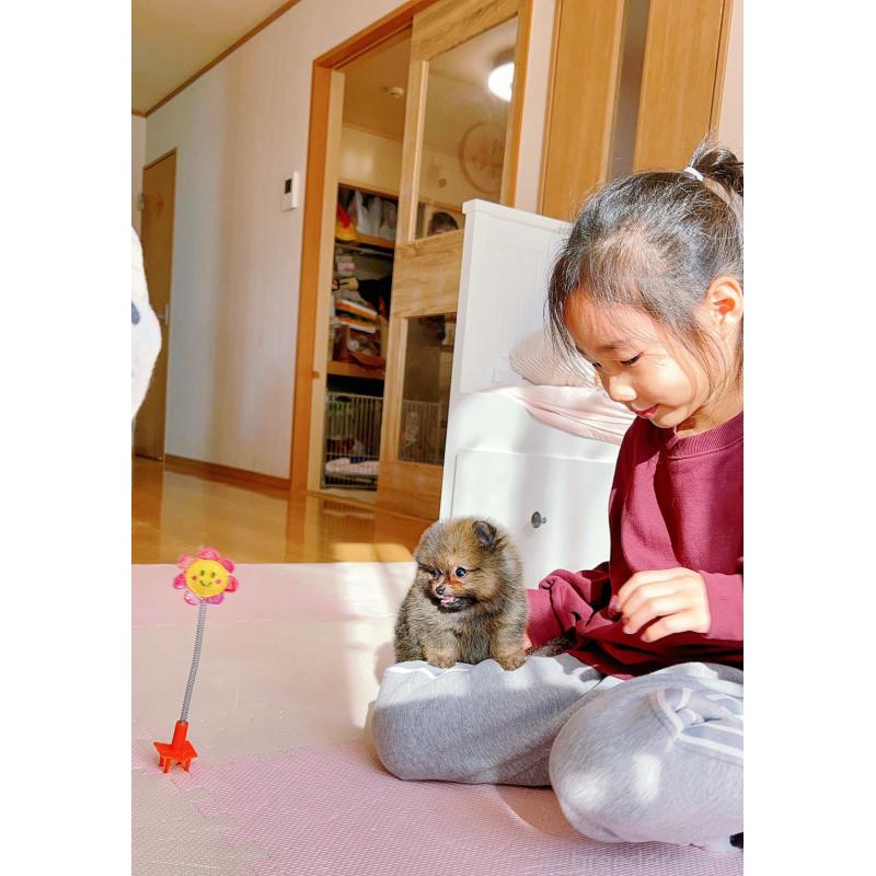 販売中の岐阜県のポメラニアン-430648の14枚目