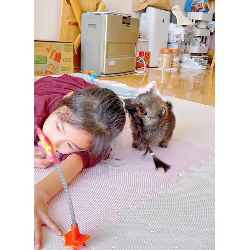 販売中の岐阜県のポメラニアン-430648の13枚目