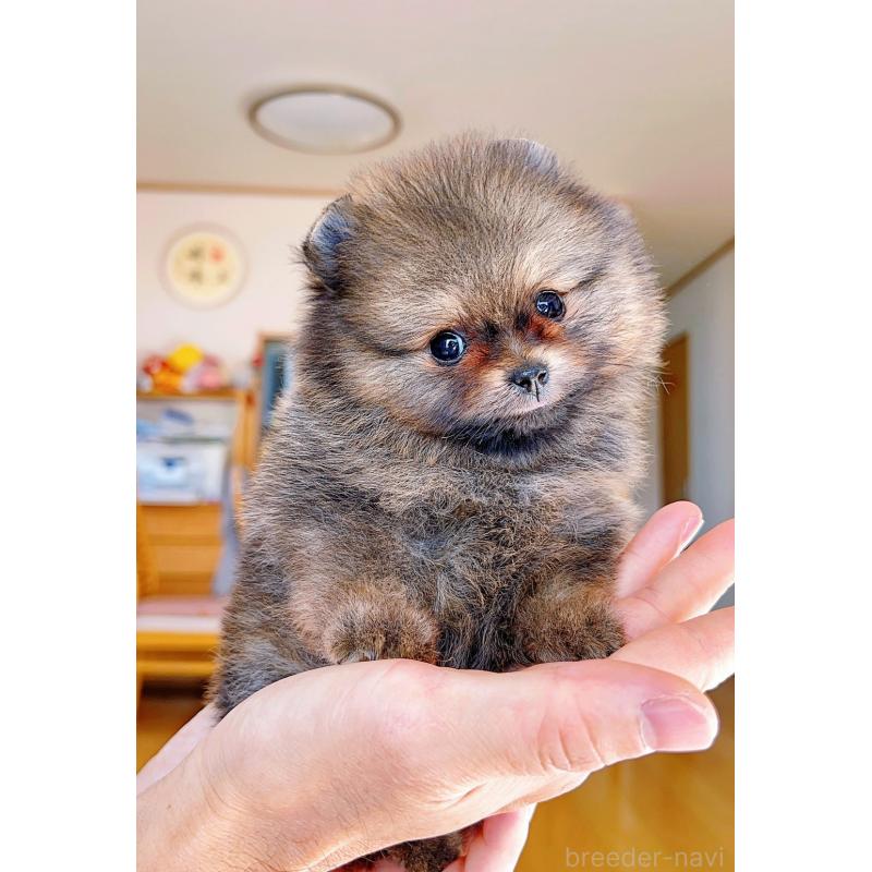 販売中の岐阜県のポメラニアン-430648の12枚目