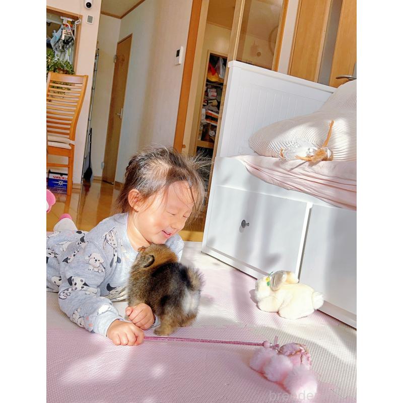 販売中の岐阜県のポメラニアン-430648の10枚目