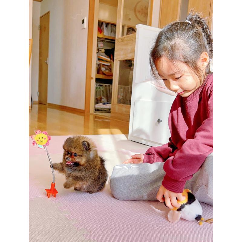 販売中の岐阜県のポメラニアン-430648の11枚目