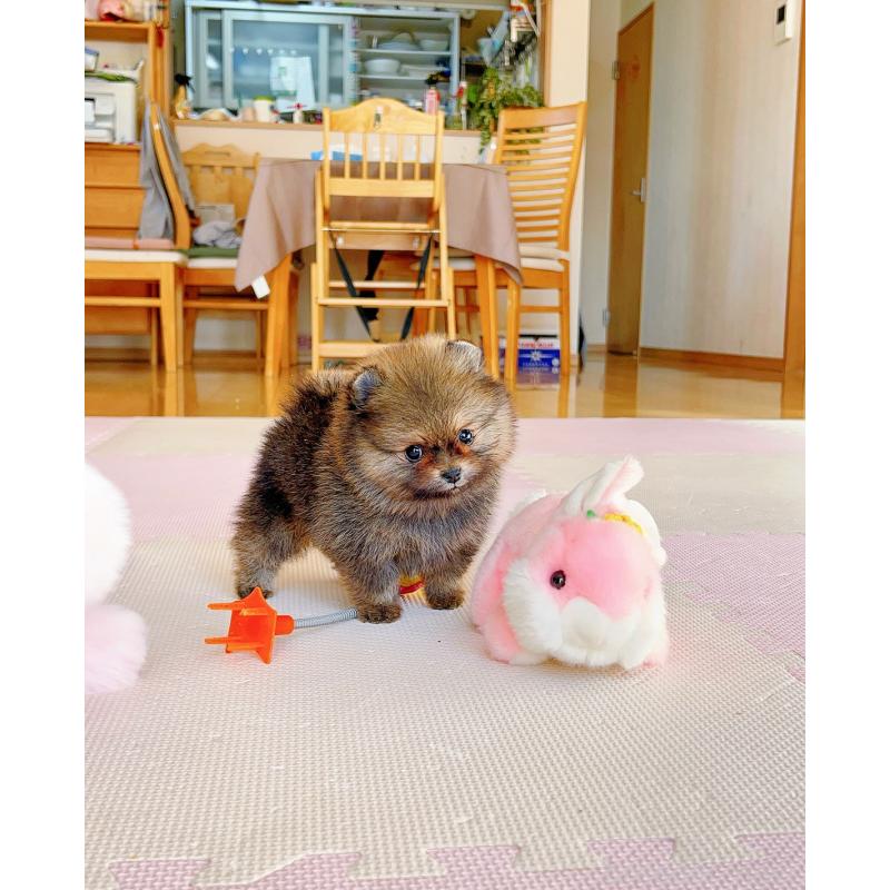 販売中の岐阜県のポメラニアン-430648の9枚目