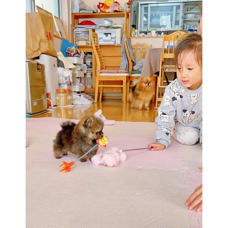 販売中の岐阜県のポメラニアン-430648の8枚目