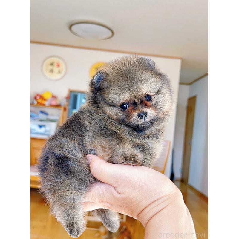 販売中の岐阜県のポメラニアン-430648の6枚目