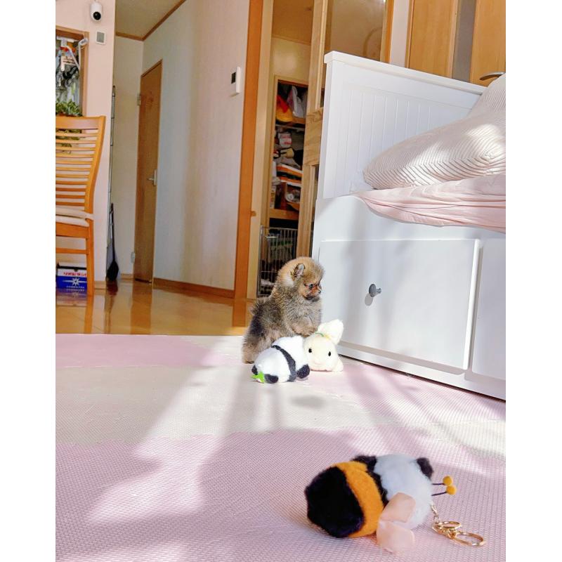 販売中の岐阜県のポメラニアン-430648の4枚目