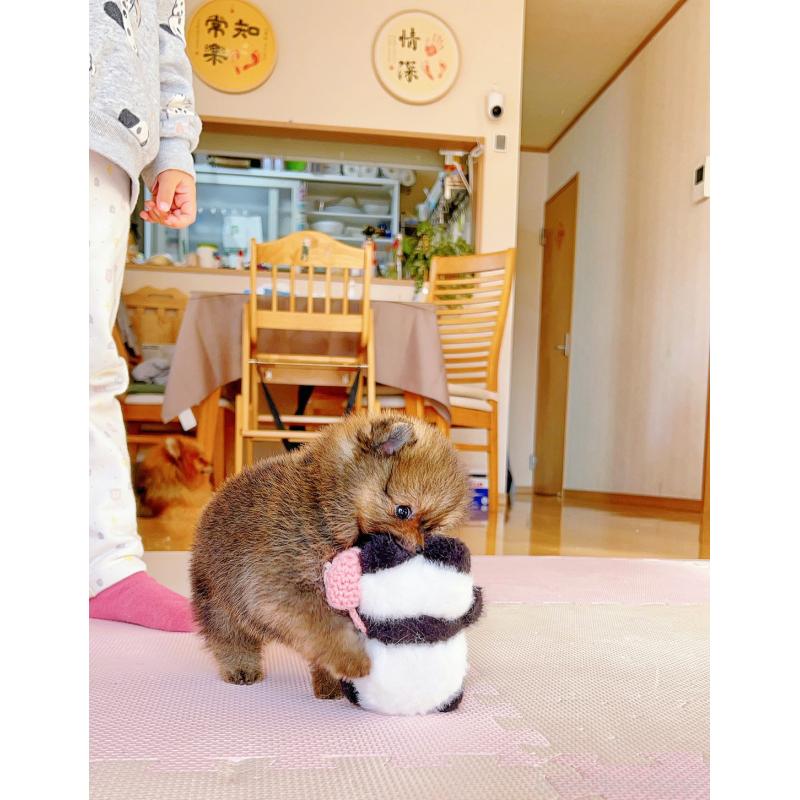 販売中の岐阜県のポメラニアン-430648の5枚目